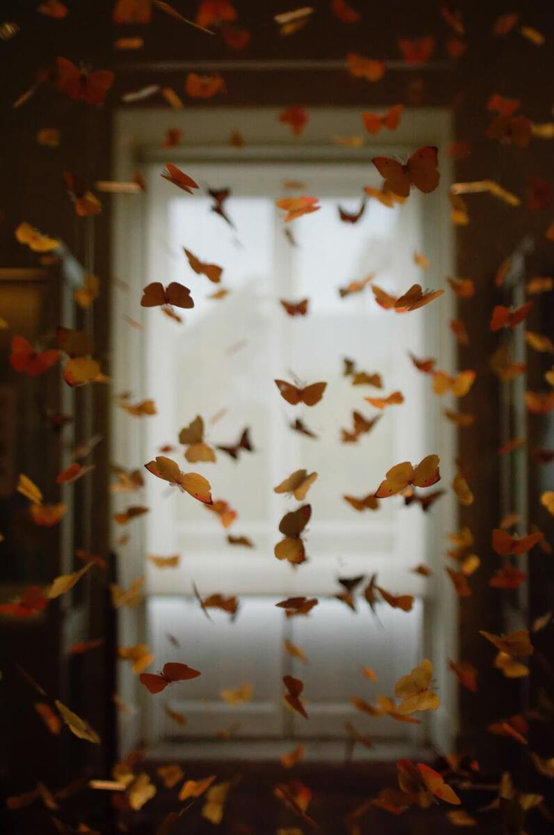 butterflies (1)
